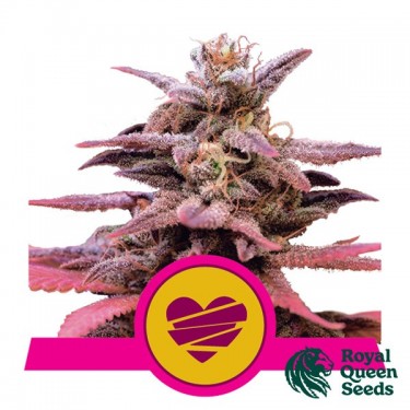 View Wedding Crasher Royal Queen Seeds kaufen - Günstig anbauen
