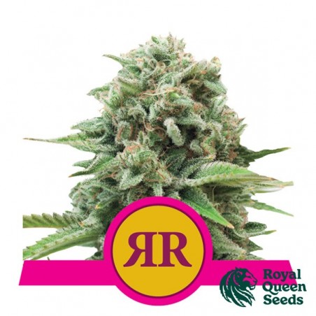Royal Runtz von Royal Queen Seeds kaufen - Günstig anbauen