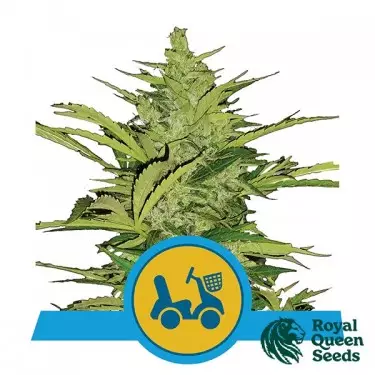 Fast Eddy Automatic CBD von Royal Queen Seeds - DE
