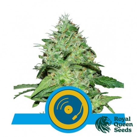 Joannes CBD von Royal Queen Seeds - Günstig Anbauen