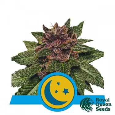 Purplematic CBD von Royal Queen Seeds kaufen - DE
