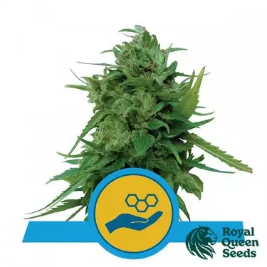 Solomatic CBD von Royal Queen Seeds kaufen - DE