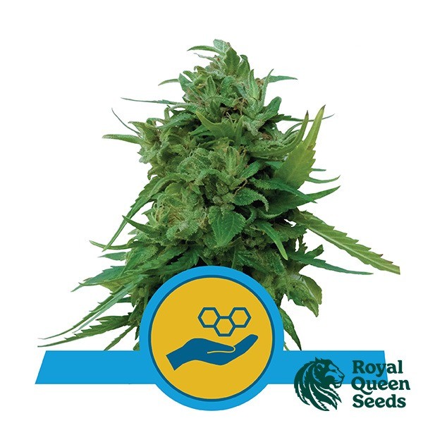 View Solomatic CBD von Royal Queen Seeds kaufen - DE