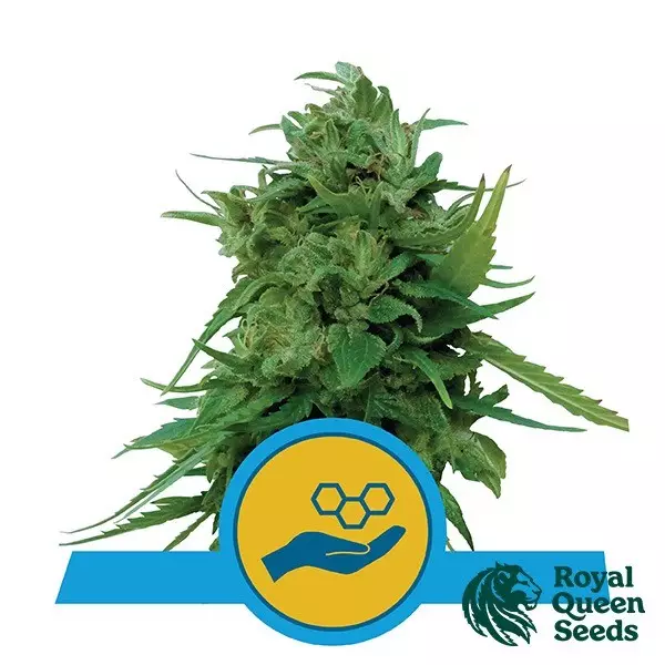 Sicht Solomatic CBD von Royal Queen Seeds kaufen - DE
