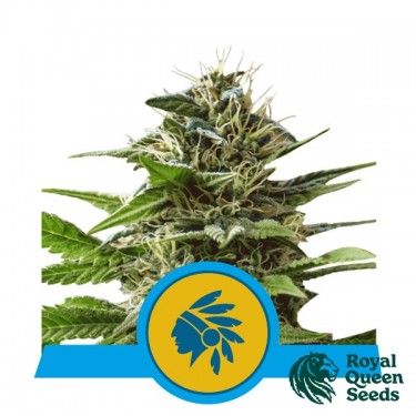 View Tatanka Pure CBD von Royal Queen Seeds kaufen - DE