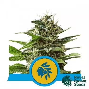 Tatanka Pure CBD von Royal Queen Seeds kaufen - DE