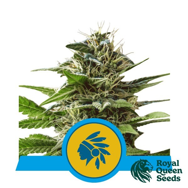 View Tatanka Pure CBD von Royal Queen Seeds kaufen - DE
