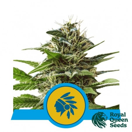 Tatanka Pure CBD von Royal Queen Seeds kaufen - DE