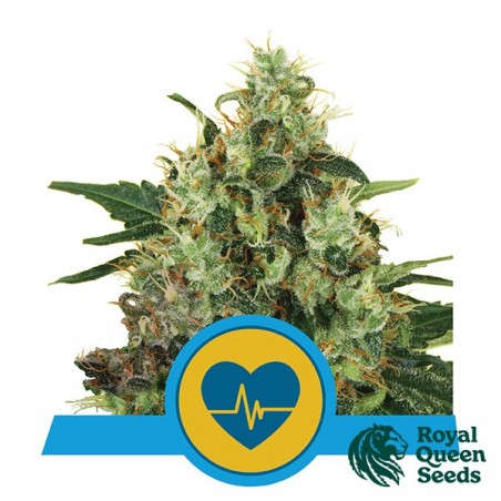 Medical Mass feminisiert von Royal Queen Seeds - Günstig anbauen