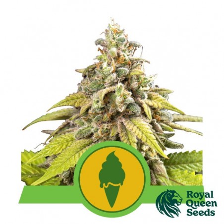 Green Gelato Automatic von Royal Queen Seeds - Günstig anbauen