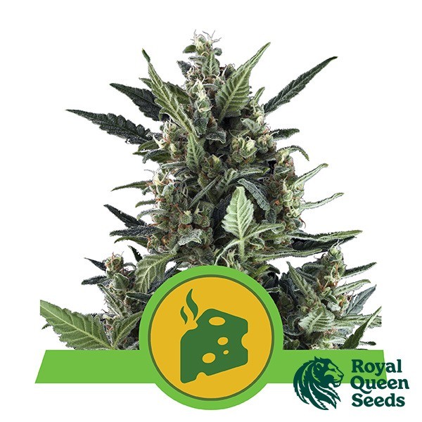 View Blue Cheese Automatic von Royal Queen Seeds - Günstig anbauen