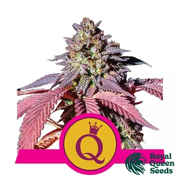 Sicht Purple Queen - Royal Queen Seeds - feminisiert - Grow Billig
