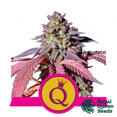 Purple Queen - Royal Queen Seeds - feminisiert - Grow Billig