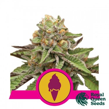 View Green Gelato - Royal Queen Seeds - feminized - Grow Billig