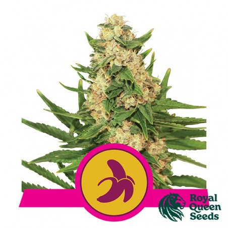 Fat Banana - Royal Queen Seeds - feminizada - Wachsen billig