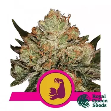 Hulkberry - Royal Queen Seeds - feminisiert - Günstig anbauen