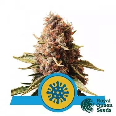Euphoria CBD von Royal Queen Seeds Feminized - Günstig Wachsen
