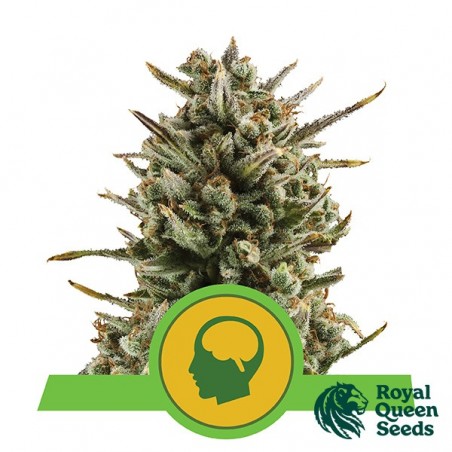 Amnesia Haze Automatisch von Royal Queen Seeds - Günstig Anbauen