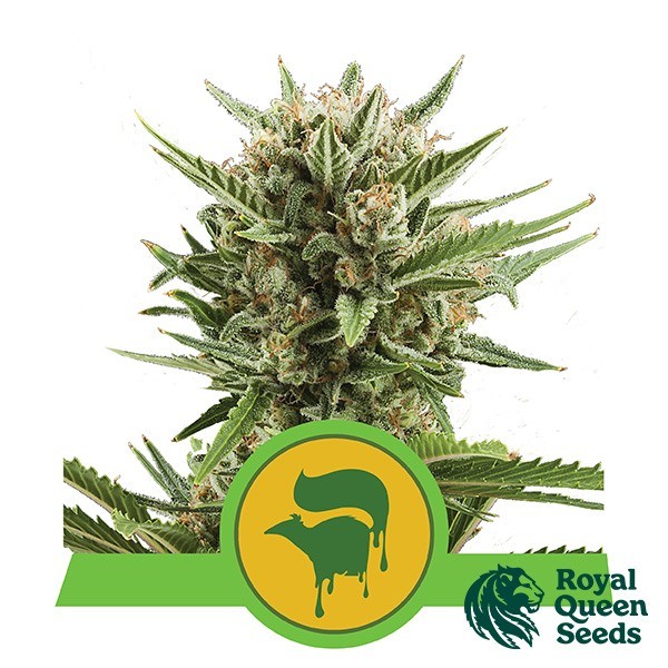 View Sweet Skunk Automatic von Royal Queen Seeds - Günstig anbauen