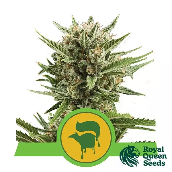 Sicht Sweet Skunk Automatic von Royal Queen Seeds - Günstig anbauen