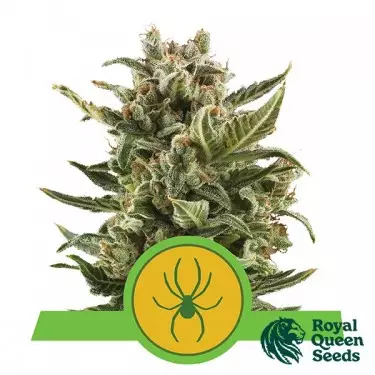 White Widow Automatik von Royal Queen Seeds - Günstig Wachsen