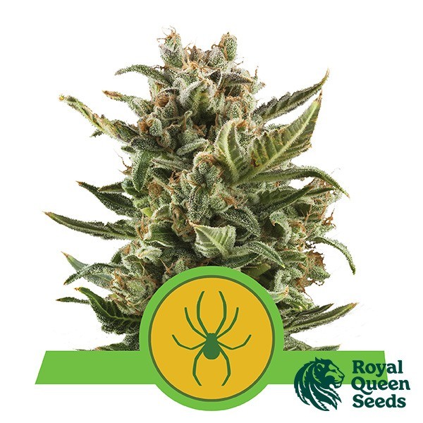 View White Widow Automatik von Royal Queen Seeds - Günstig Wachsen