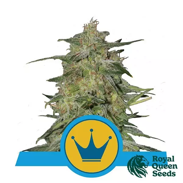 Sicht Royal Highness CBD Royal Queen Seeds - Günstig Anbauen
