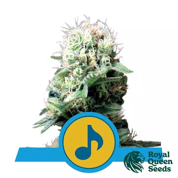 Sicht Dance World CBD von Royal Queen Seeds - Günstig Anbauen