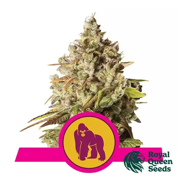 Sicht Royal Gorilla Feminisierte von Royal Queen - Billig Grow