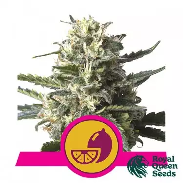 Lemon Shining Silver Haze Royal Queen Seeds - Günstig anbauen