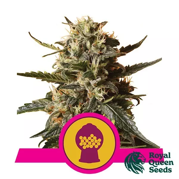 Sicht Bubblegum XL von Royal Queen Seeds feminisiert - Günstig anbauen