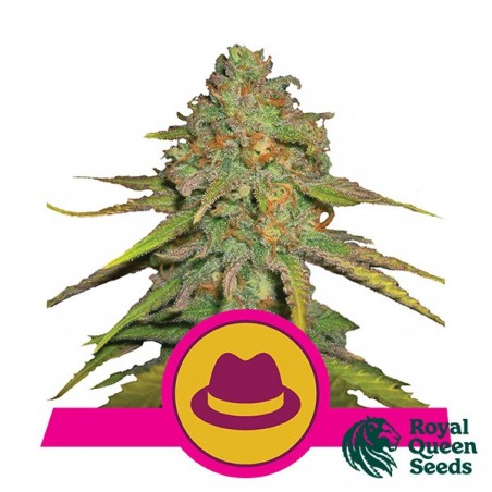 O.G Kush von Royal Queen Seeds feminisiert - Günstig Anbauen