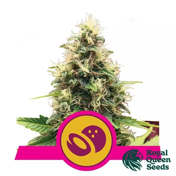 Sicht Somango XL von Royal Queen Seeds feminisiert - Günstig anbauen