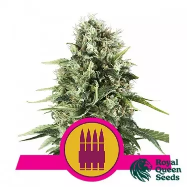 Royal AK von Royal Queen Seeds feminisiert - Billiger Anbau