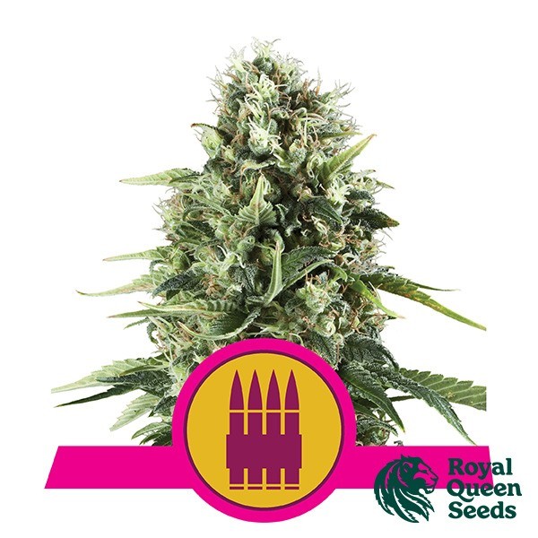 View Royal AK von Royal Queen Seeds feminisiert - Billiger Anbau