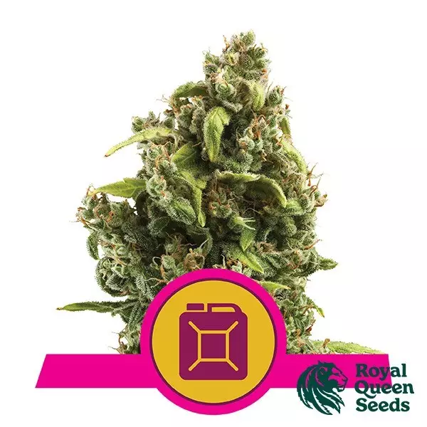 Sour Diesel Royal Queen Seeds Sour Diesel