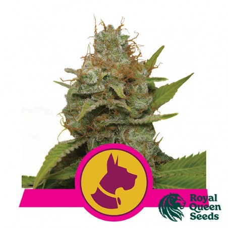 Kali Dog von Royal Queen Seeds feminisiert - Günstig anbauen