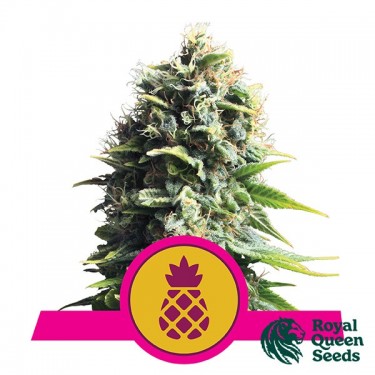 View Pineapple Kush von Royal Queen Seeds - Günstig Anbauen
