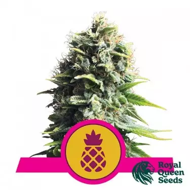 Pineapple Kush von Royal Queen Seeds - Günstig Anbauen