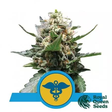 Royal Medic von Royal Queen Seeds feminisiert - Günstig anbauen