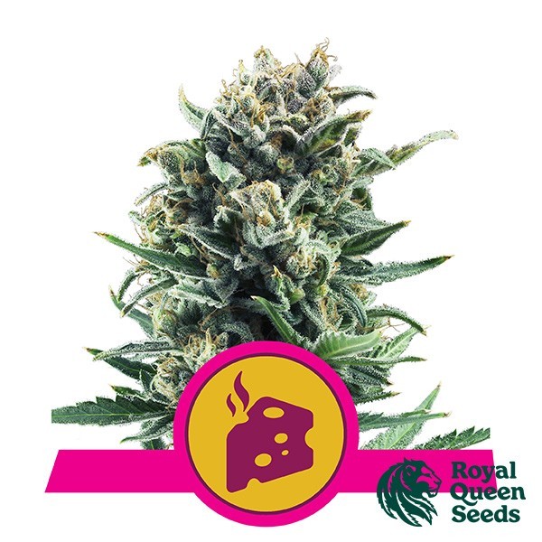 Blauschimmelkäse von Royal Queen Seeds feminisiert - Grow Billig