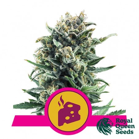 Blauschimmelkäse von Royal Queen Seeds feminisiert - Grow Billig