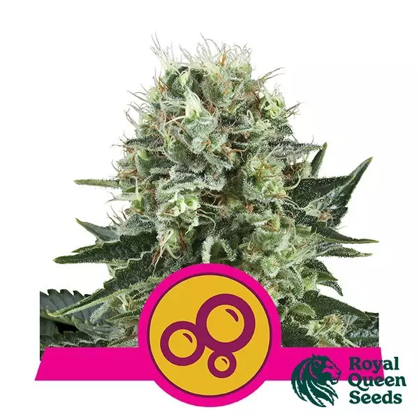 Sicht Bubble Kush von Royal Queen Seeds feminisiert - Günstig anbauen