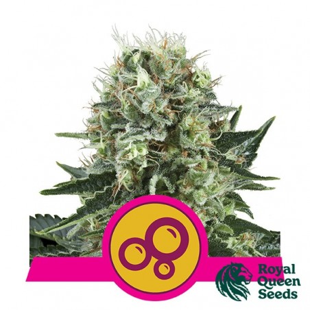 Bubble Kush von Royal Queen Seeds feminisiert - Günstig anbauen