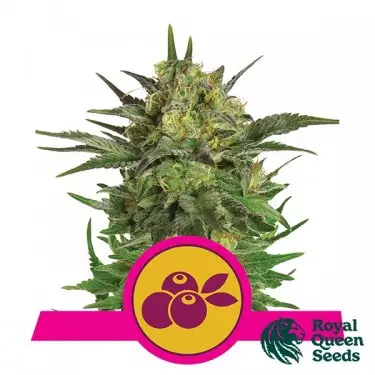 Haze Berry von Royal Queen Seeds feminisiert - Günstig anbauen