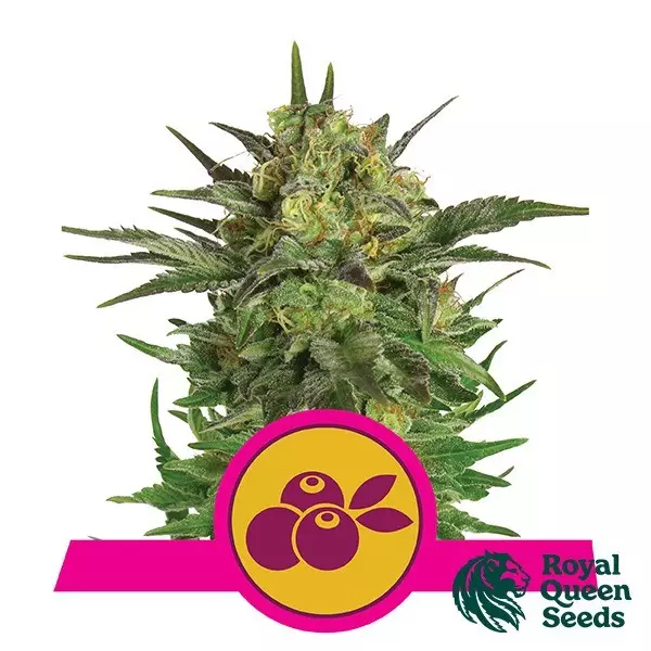 Sicht Haze Berry von Royal Queen Seeds feminisiert - Günstig anbauen
