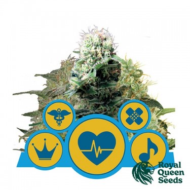 View CBD Mix von Royal Queen Seeds - Günstig anbauen