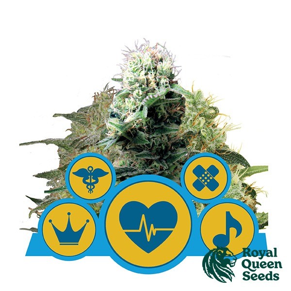 View CBD Mix von Royal Queen Seeds - Günstig anbauen