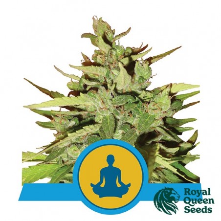 Stress Killer Auto CBD Royal Queen Seeds - Günstig Anbauen