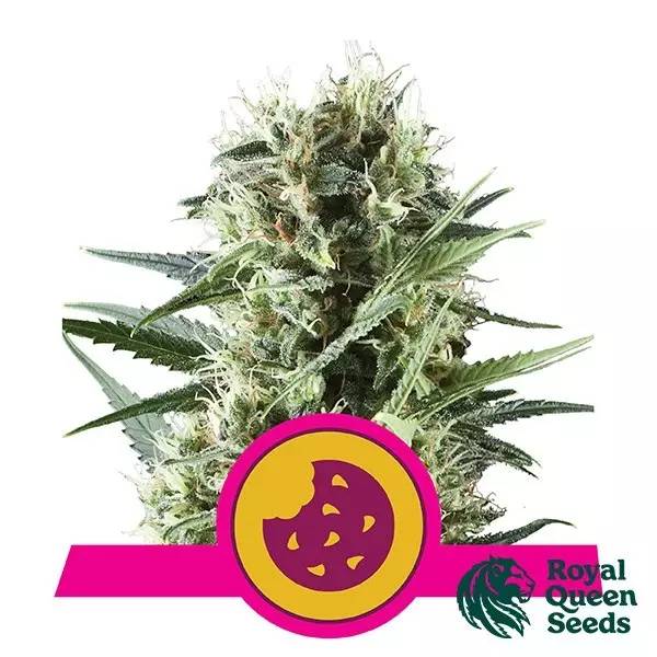 Sicht Royal Cookies feminisierte von Royal Queen Seeds - Günstig Anbauen